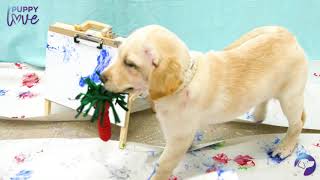 Pupcasso - Painting With Puppies | Southeastern Guide Dogs