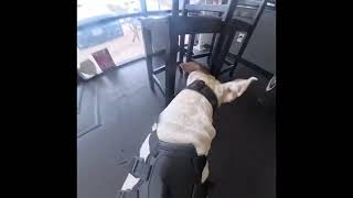 Lola with 360 camera