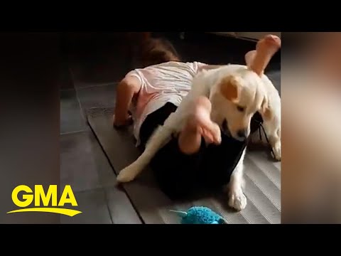 Dog joins girl during yoga workout l GMA