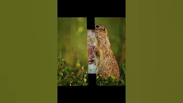 Малый суслик