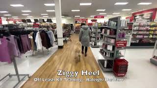 Golden Retriever 6mo 'Ziggy' OLK9 Video - Golden Retriever Dog Training by Off Leash K9 Training 66 views 2 years ago 9 minutes, 59 seconds