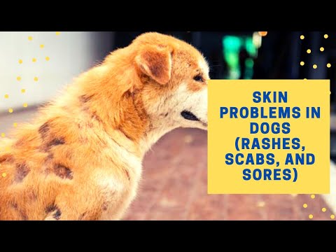 🐶 Skin Problems In Dogs (Rashes, Scabs, And Sores)