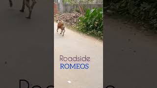 Roadside Romeos Street Dogs 