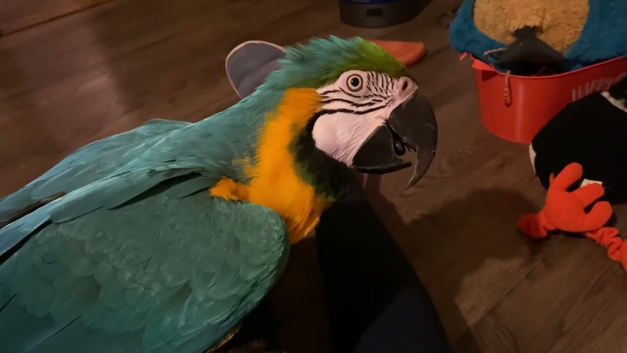 Charley fake coughing says ow .