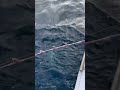 【相模湾】キハダマグロ最シーズン！#釣り #キハダマグロ #fishing #コマセマグロ