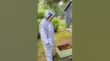 Propolis Discussion Continues #shorts #beekeeping #propolis #bee