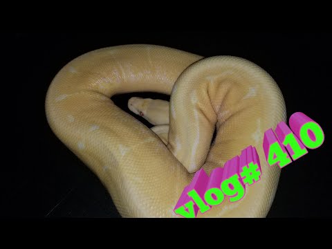pythons for sale A look At a Few Ball Pythons Vlog# 410 #ballpythons