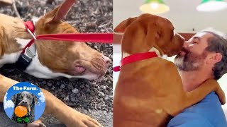 Shelter Dog Who Refused to Leave Thanks Dad Everyday | Farm Family Simple Life | Happy Dog Videos