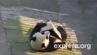 2012-05-18 BFX Panda Cub and the Formula Box