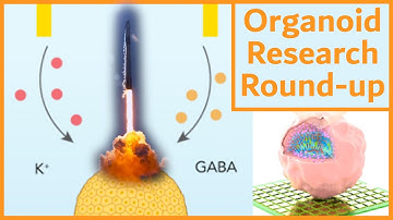 Lab-Grown "Mini-brains" Perform Non-Linear Computation, Eat Neurotransmitters, & Go To Space