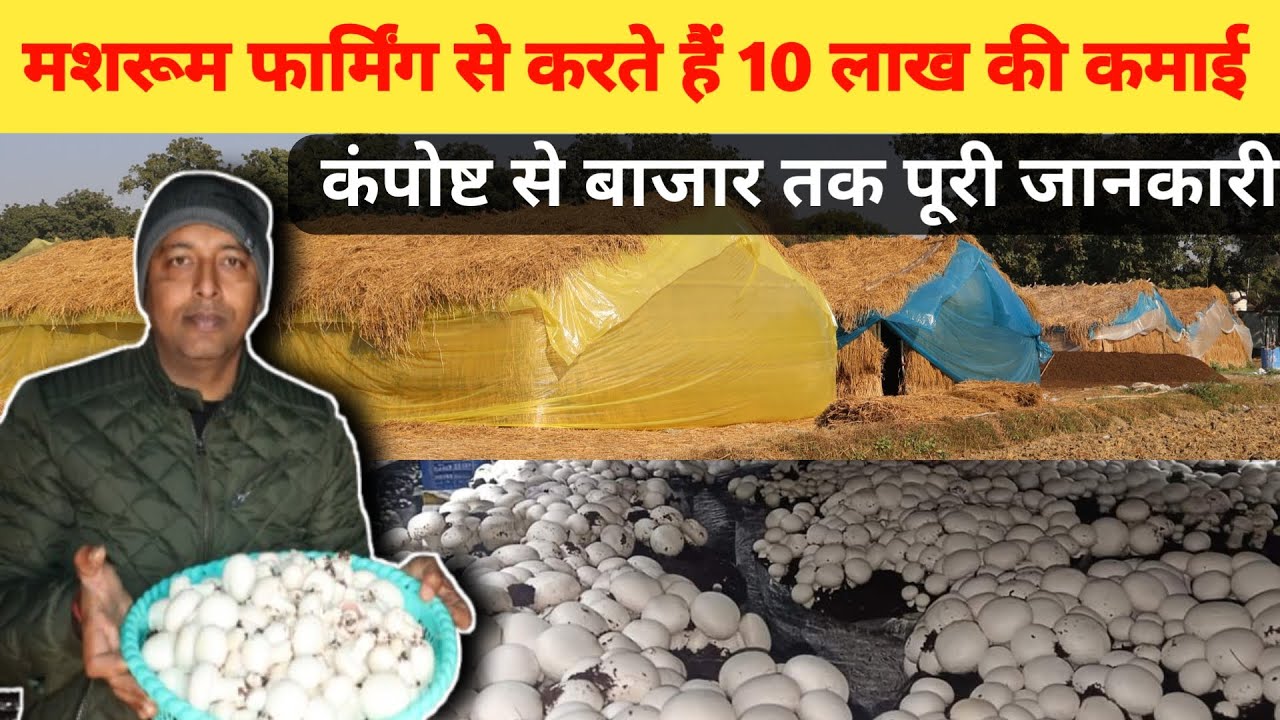 4 झोपड़ी मे मशरूम की खेती,सीजन पर 8-10 लाख की होती है कमाई। #mushroom #mushroomfarming