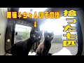 【拾った7匹のその後】ポポちゃん【黒猫♀】