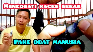 how to treat a kacer bird hoarseness even disappears how to treat a kacer bird hoarseness even disappears