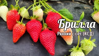 видео: И снова БРИЛЛА поражает урожайностью‼️🍓 23 мая 2023. г.Ставрополь. картинка: И снова БРИЛЛА поражает урожайностью‼️🍓 23 мая 2023. г.Ставрополь.