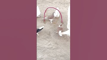 Easy quick bird trap #viral #short #shorts
