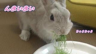 子ウサギさん、家庭菜園の味の感想は？