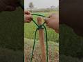 Powerful Rope Knot for Tight Hold! 👍#shorts #knotting #lifehacks