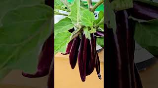 gardening ideas for home #growing eggplant in containers for someone who doesn't have a garden