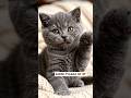 Pov: Jab aapko koi itni masoomiyat se 'Hello' bole... 🥺❤️"#cutebeauty #kittenlove #catshorts