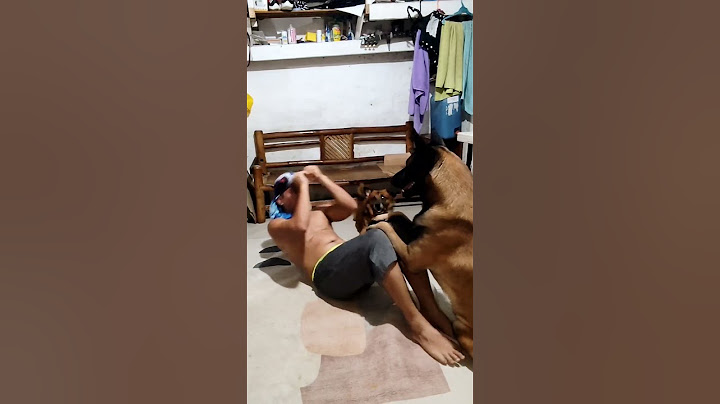 Adorable Dog Change the Rules at the Gym in my house