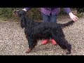 Dog Breed Video: Gordon Setters の動画、YouTube動画。