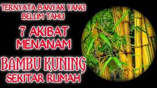 7 Akibat Menanam Bambu Kuning Sekitar Rumah