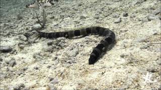Saddled Snake-eel