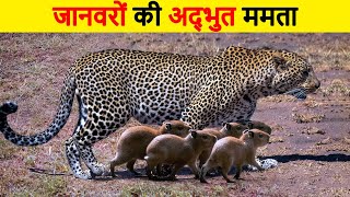 जानवरों की अद्भुत ममता | । Animals who Adopted Other Animal Babies