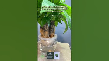 💧 TOP CÂY THỦY SINH – ĐỂ BÀN XANH MÁT, CHĂM CỰC NHÀN!