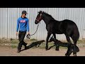 VERSACE CUMPLIO 6 MESES!!! ( EL POTRILLO FRIESIAN )