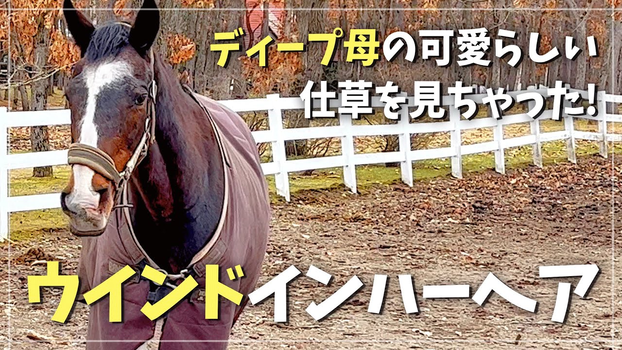 何かお話してくれている?ウインドインハーヘア YouTube 何かお話してくれている?ウインドインハーヘア YouTube