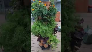 Loving my GreenStalk vertical planter