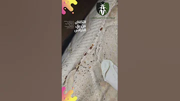 التخلص من بق الفراش في المنزل بواسطة المظلة لمكافحة الحشرات بق الفراش اكسبلور Shorts 