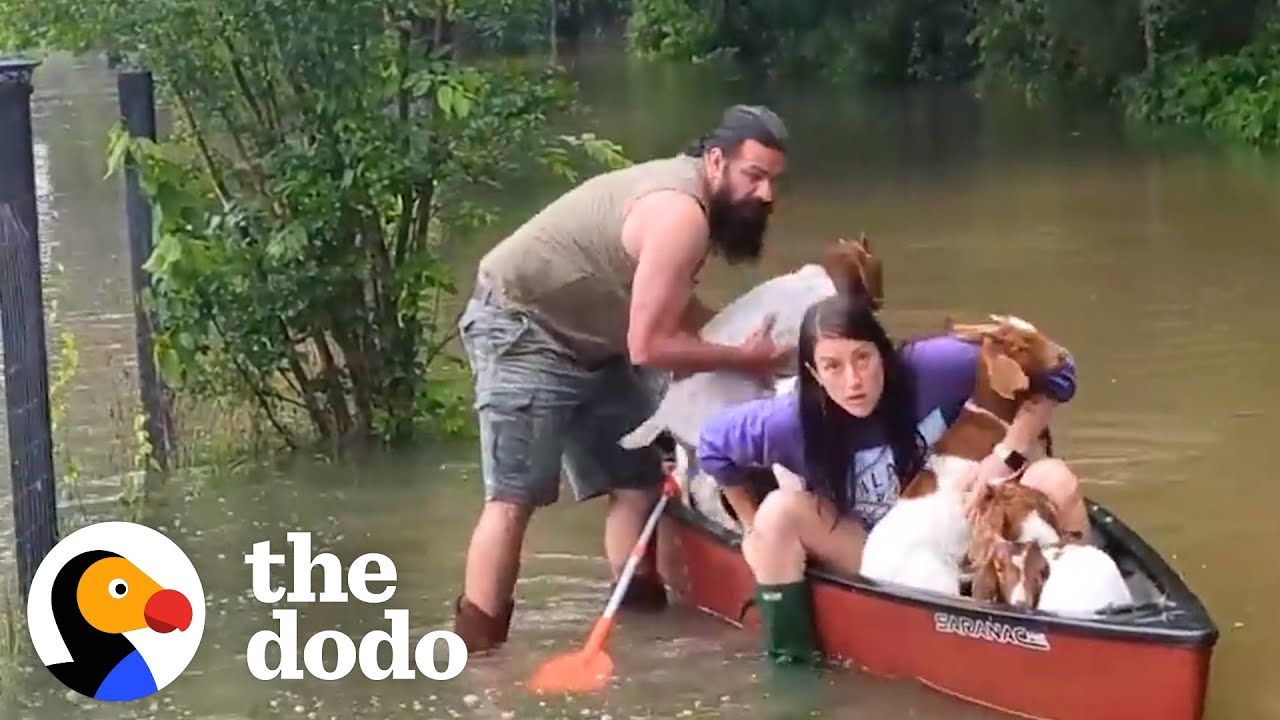 Family Risks Their Lives To Rescue Baby Goats In Flood | The Dodo