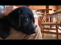 【犬Vlog】保護犬の子犬がやってきた。我が家の落ち着かない一日。