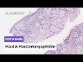 Histologie Haut & Hautanhangsgebilde -- Mikroskopische Anatomie -- AMBOSS Video