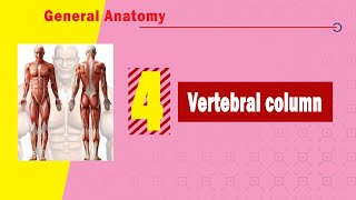 04. Vertebral column