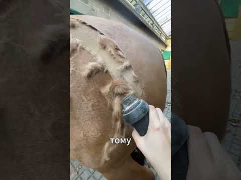 Почему лошадей стригут: Важность ухода и стрижки