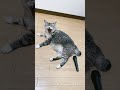 あくびと同時におならが出る猫 Yawn and goodbye cat