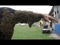 Rój pszczół obsiadł pszczelarza