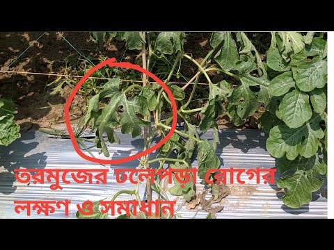 ভিডিও: একটি নিখুঁত তরমুজ 7 লক্ষণ