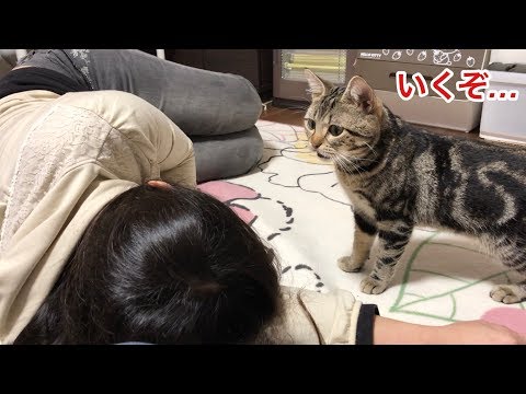 お昼寝する妹を起こそうとして激しい顔面アタックをしてしまった猫w