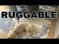 Ruggable Rugs.... featuring Dolly the Doodle!