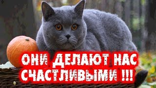 КОТЫ 👉 НЕ ПРОСТО ДЕЛАЮТ НАС СЧАСТЛИВЫМИ ОНИ ПОЛЕЗНЫ ДЛЯ ЗДОРОВЬЯ—Факты—Шокирующие факты—Кошки-Коты