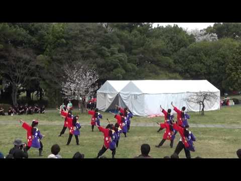 2016 4 2 各務原さくら祭り かかみがはら炎舞連　2回目