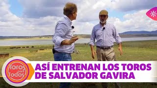 La búsqueda romántica del encaste perfecto en la ganadería Gavira