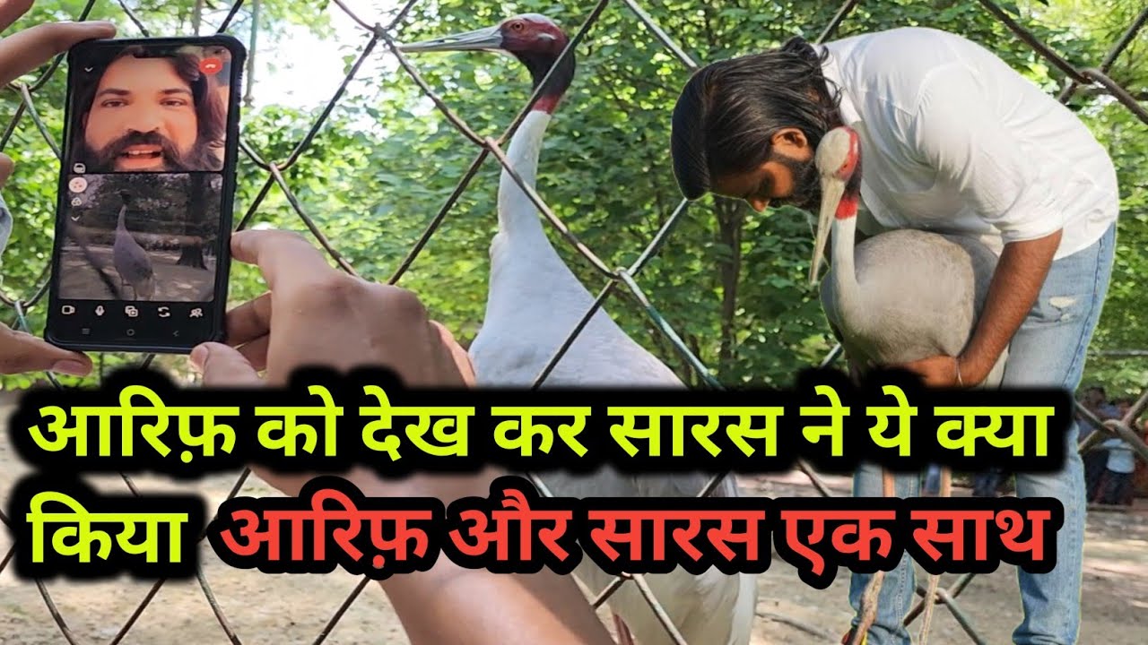 Что сделала Сарас, увидев Арифа? Кран вышел из-под контроля, увидев Арифа.