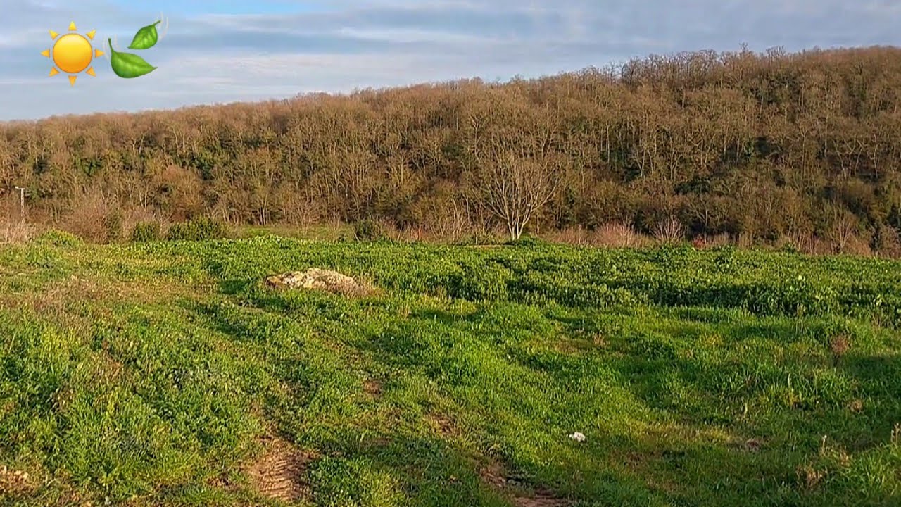 ZAR ZOR ISPANAK TOPLADIK 🥬 YENİ GELEN MİSAFİR 😍 GÜNLÜK KÖY İŞLERİ 💯
