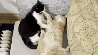 Cats Play Fighting by Tom & Mimi 1,223 views 2 months ago 19 seconds