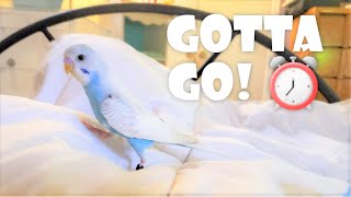 Budgie Daily Routine! *morning to night* by Puff Pets 46,534 views 4 years ago 14 minutes, 57 seconds